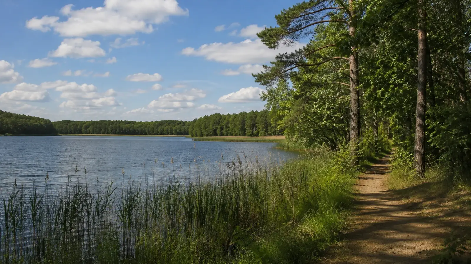 Sjö, vass och skogsstig i ett naturpräglat område nära Berlin.